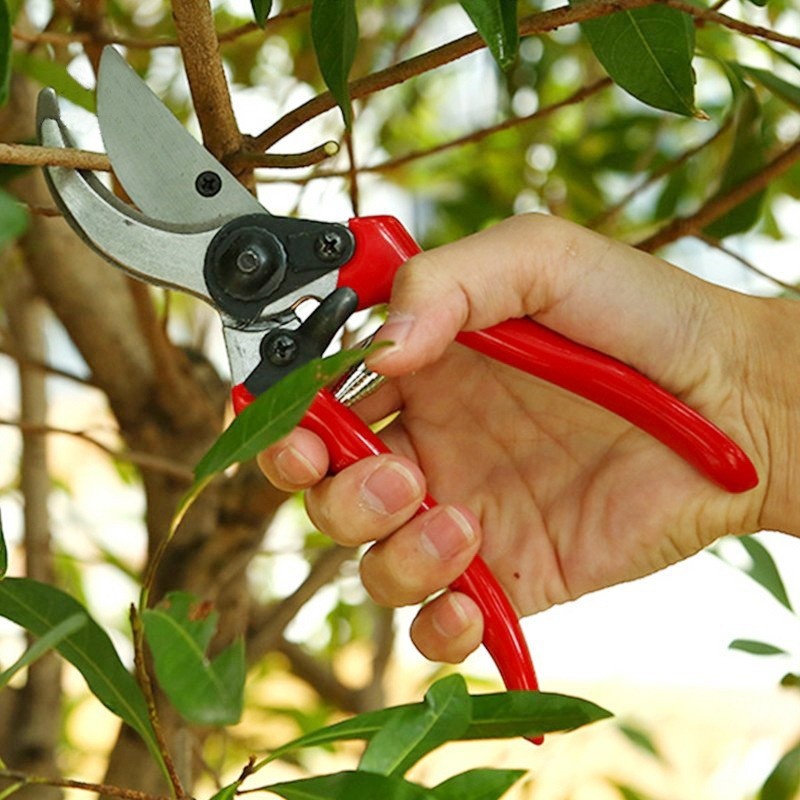 Premium Grafting Pruning Shear - Gardening Tools Quality recension och pris